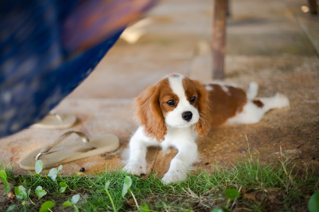 5-razas-de-perro-perfectas-para-las-personas-mayores