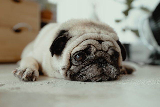 5-razas-de-perro-perfectas-para-las-personas-mayores