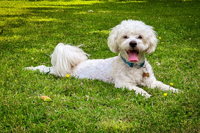 5-razas-de-perro-perfectas-para-las-personas-mayores