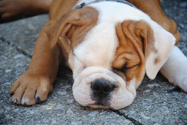 5-cosas-que-no-sabes-de-los-perros