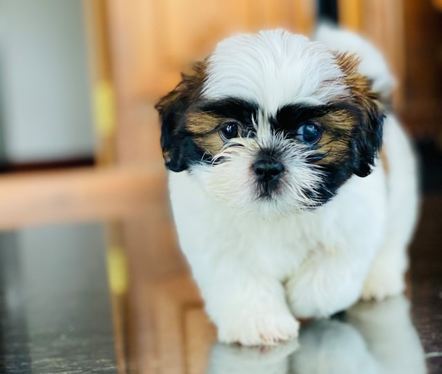 5-razas-de-perro-perfectas-para-las-personas-mayores