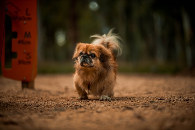 10-perros-a-evitar-si-hay-nios-en-casa