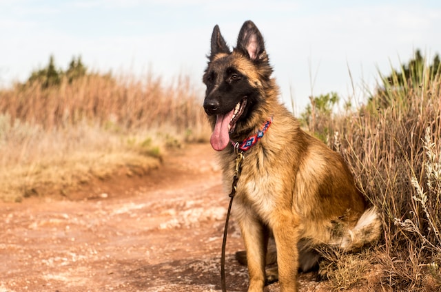 las-10-razas-de-perro-ms-bonitas