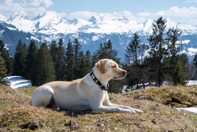 las-10-razas-de-perro-ms-bonitas